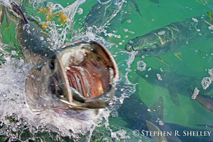 Jumping Tarpon